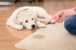 how to get dog pee out of carpet